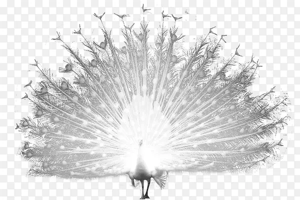 ��ɫ��ȸ-������