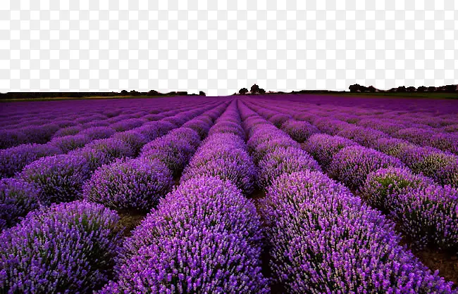 ޹�²ݵĻ���-������