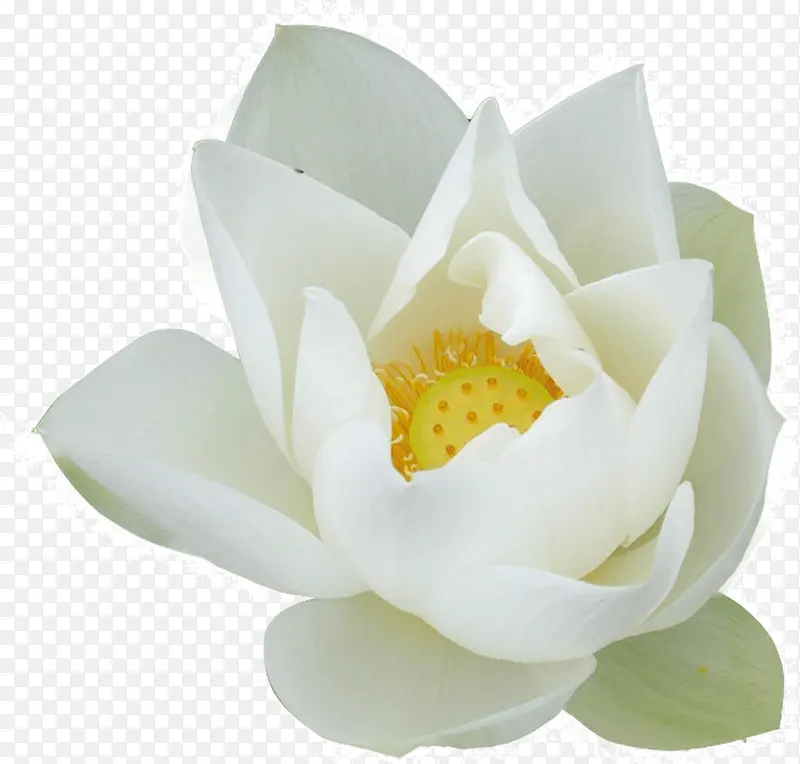 ��ɫ������-������