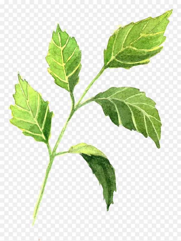 ˮ�ʻ�Ҷ��-������