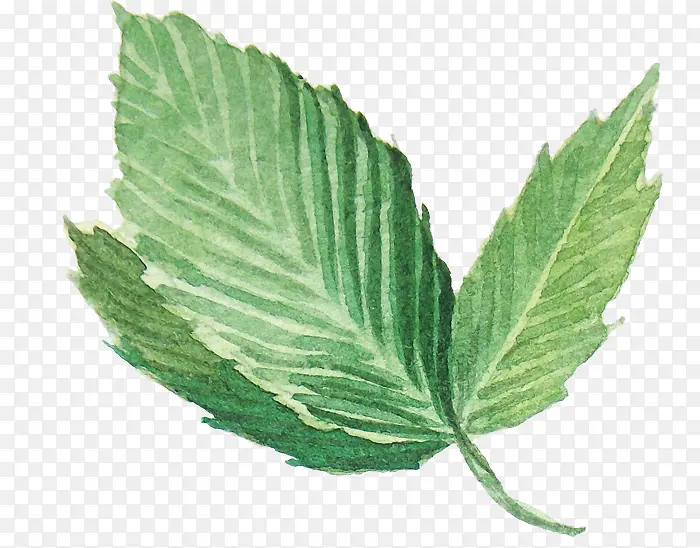 ˮ�ʻ�Ҷ��-������