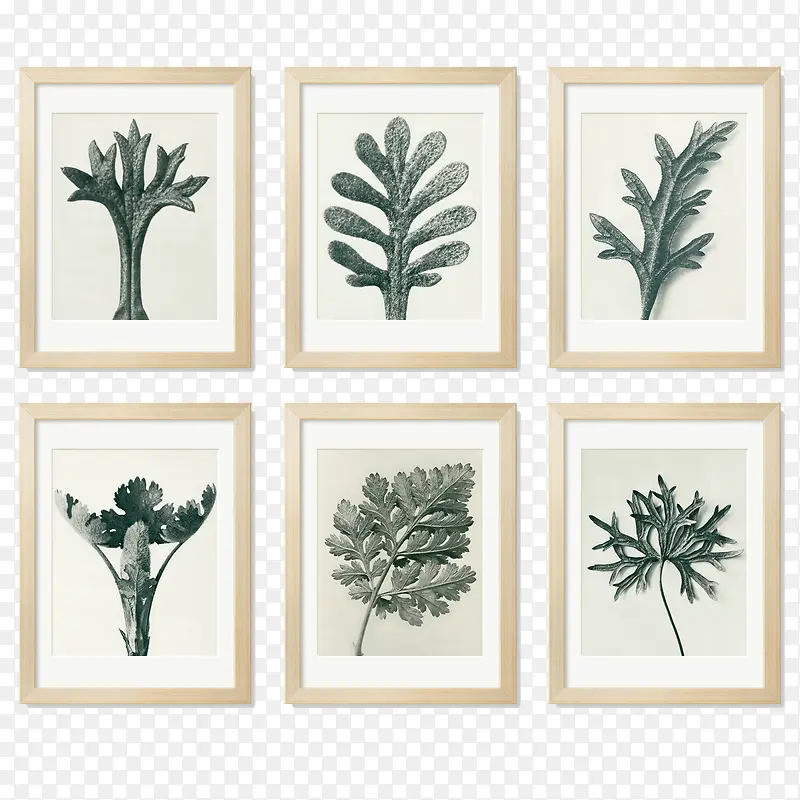 �����Ƭ-������