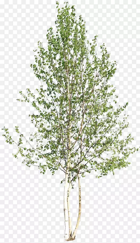 ��ľľ��ֲ���ľ������-������