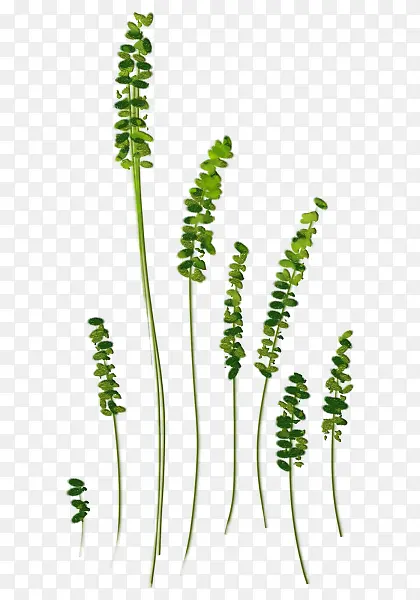 ֲ��-������