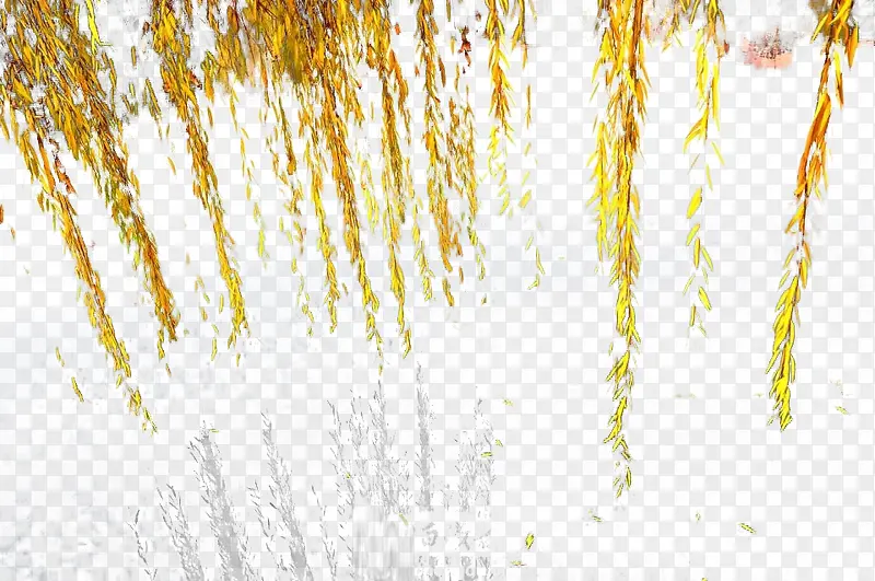 ���ߵ�����֦-������