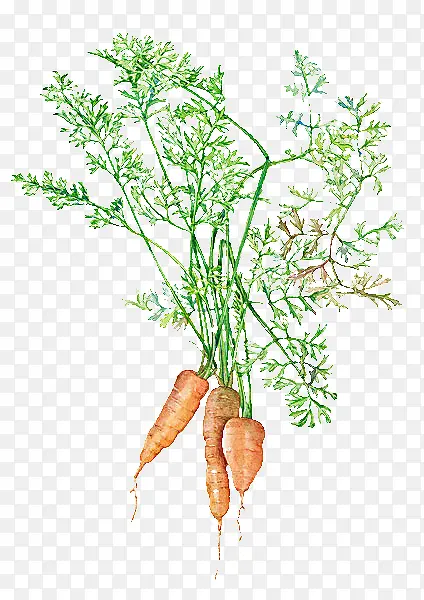 ���ܲ��廭-������