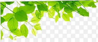 ��������������Ҷ-������