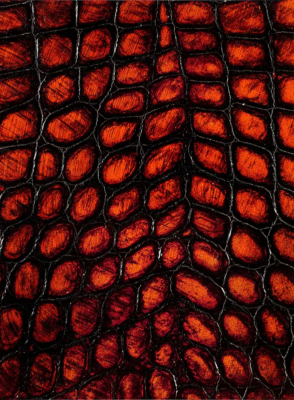 Ƥ�ﱳ��-������