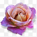 ����ɰ�Сͼ��-������