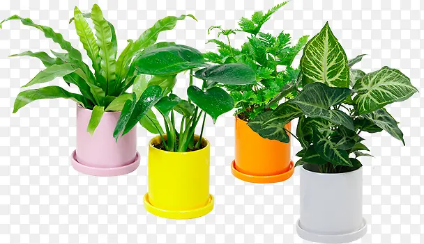 ��̨��ֲ��������-������