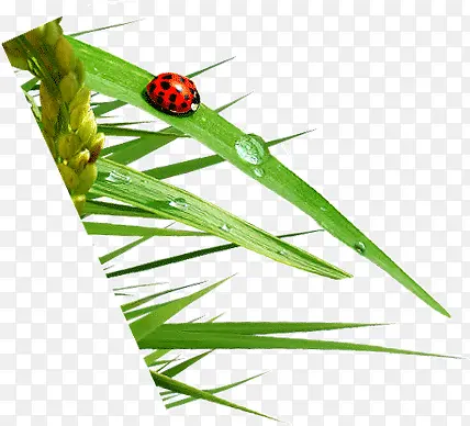 С���ϵ�¶��ư��-������