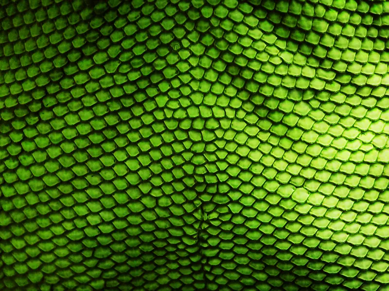 ��ɫ��Ƭ��������-������