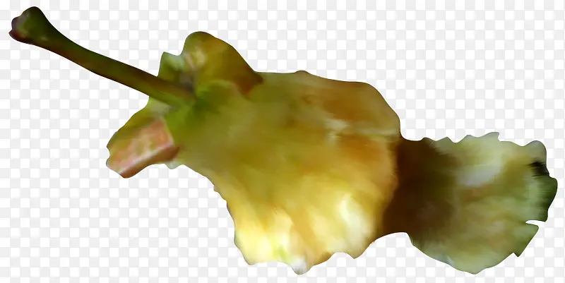 ˮ��ƻ��-������