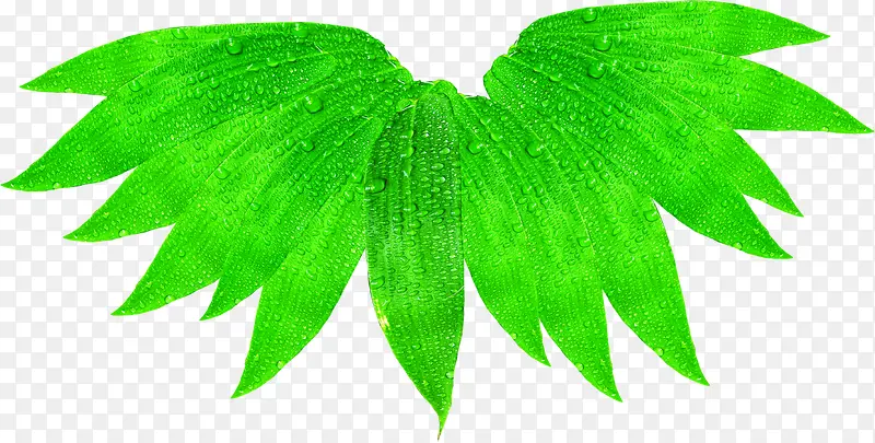 ��ɫ��Ҷ�������-������