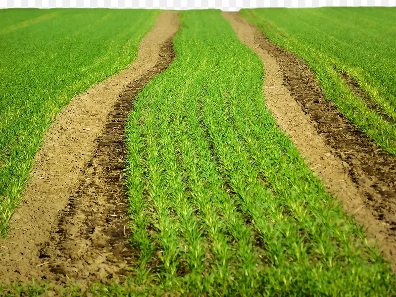 ũ����ɫ��԰-������