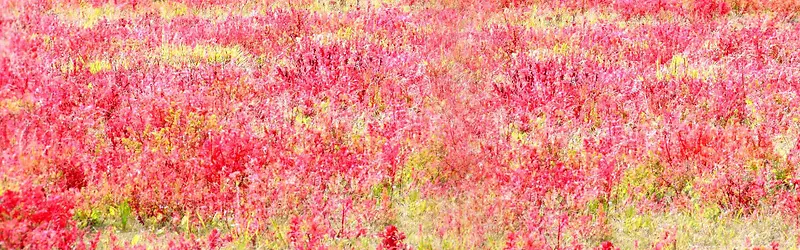 Ѥ����ɫ������������-������