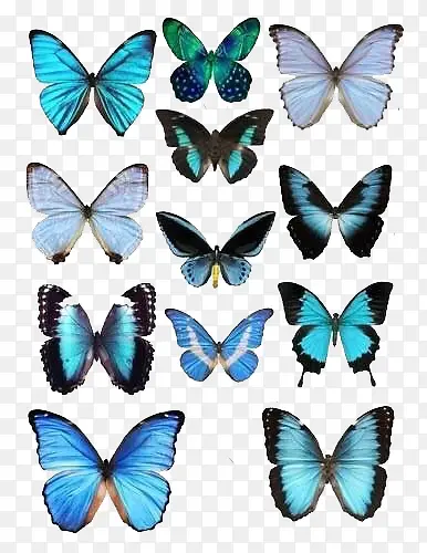 ��ɫ�����걾-������