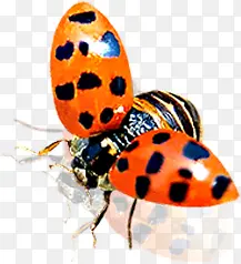 չ������ư�����-������