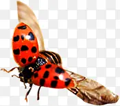 չ������ư�渴��-������