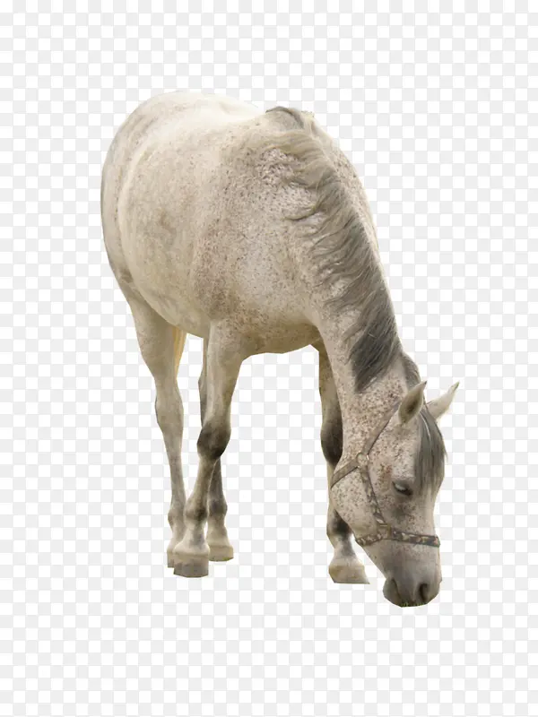 �Բݵİ���-������