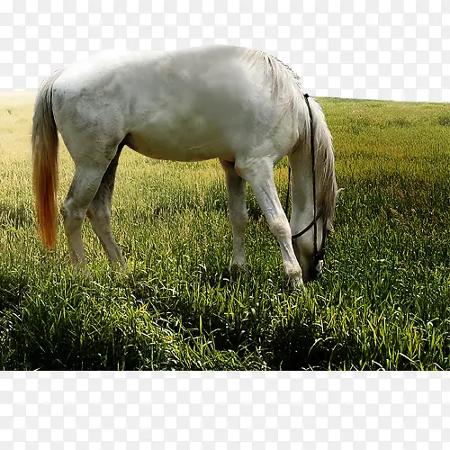 �����Բ�-������