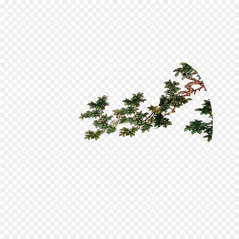 �����ز�  ��Ҷ-������