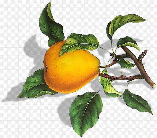 ��ɫ����-������