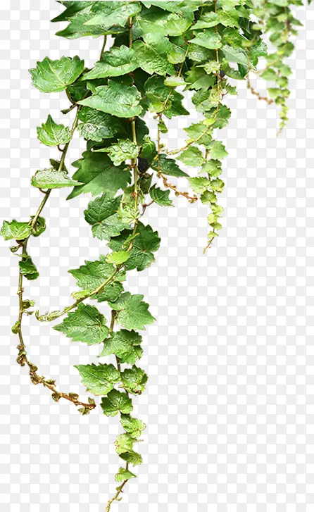 ������Ӱ��ɫ��������֧��-������