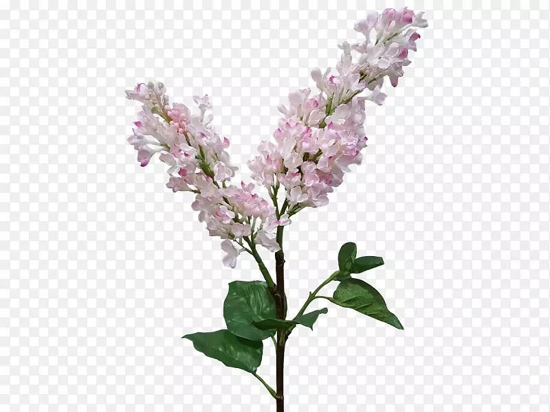 �϶��㻨޹�²��϶��㻨-������