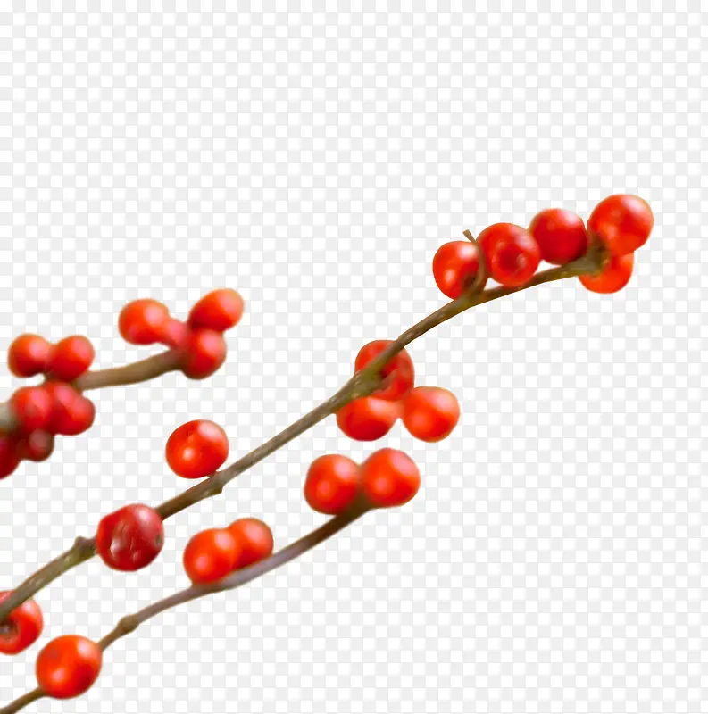 ����ľ-������