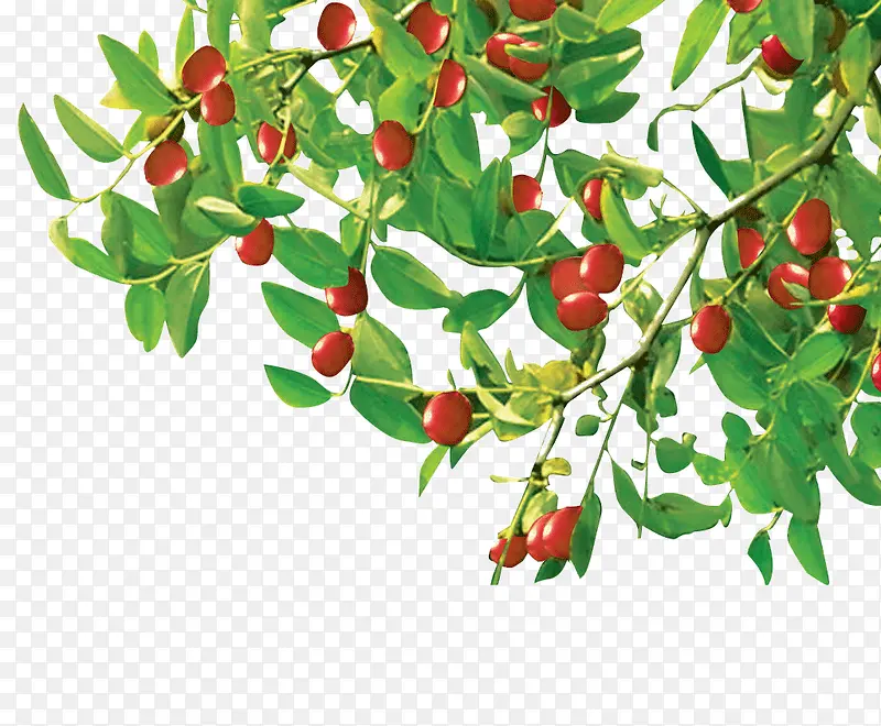 ��ɫ��֦�ϵĺ���-������