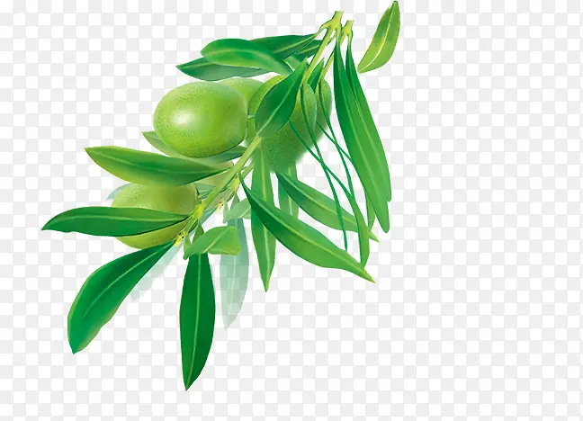 ��Ҷ-������