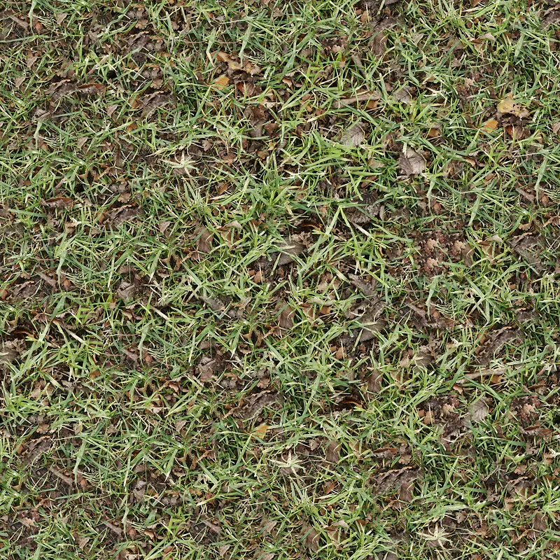 ���ϵĲ�����Ҷ-������