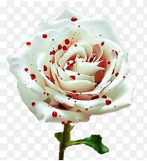 ��Ѫ��õ��-������