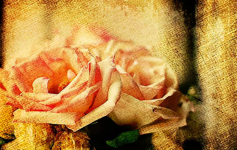 ���ŵ�õ�屳��-������