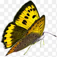 ϲӭ�����ɫ������-������