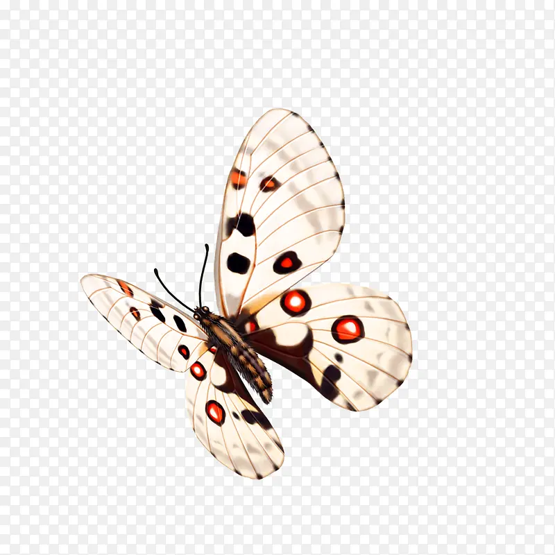 ��ë������-������