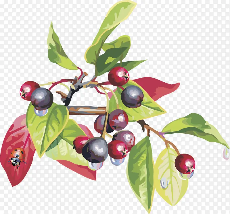 ʸ��ͼˮ��ӣ����ݮ-������