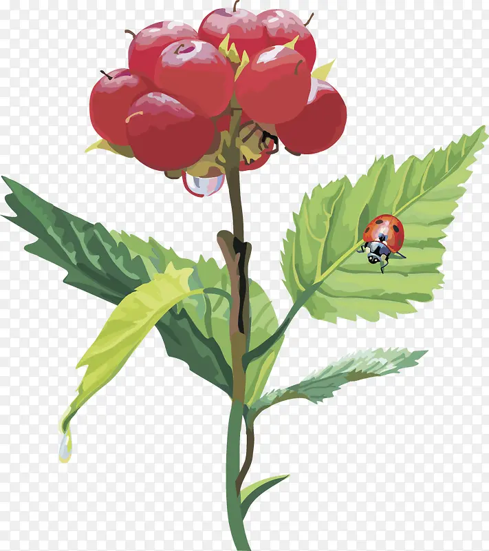 ʸ��ͼˮ��ӣ����ݮ-������