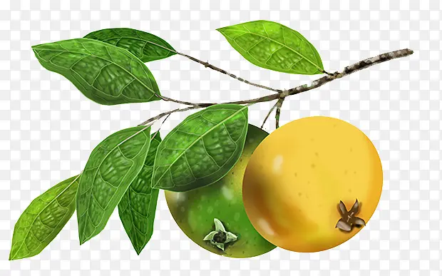 Ҷ�ӹ�ʵ����ˮ��-������