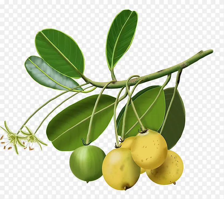 ˮ��Ҷ��-������