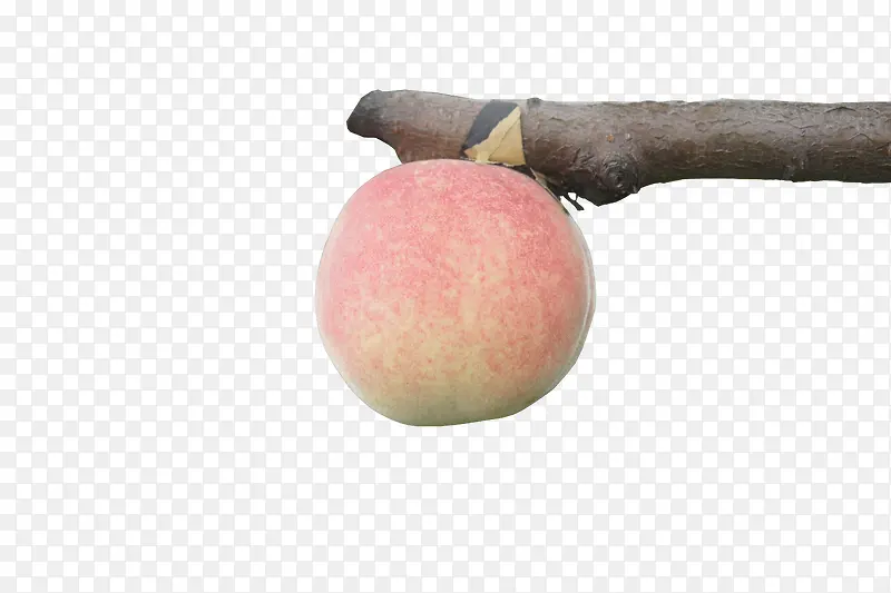 ��֦���Ӻó�-������