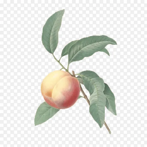 ��֦�ϵ������ֻ�廭-������