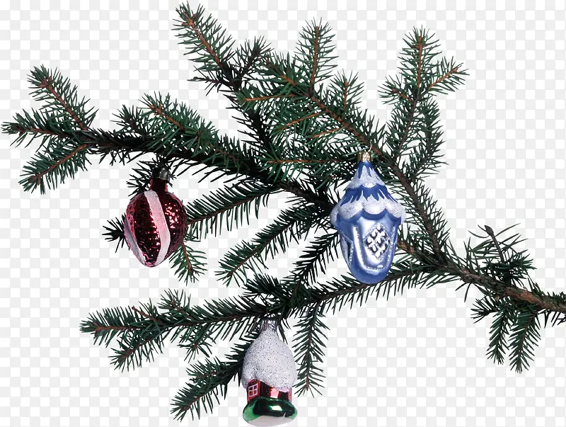 ʥ������֦ͼƬ-������