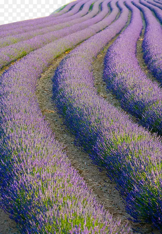 ɽ���ϵ�޹�²ݻ����ز�-������