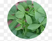 ��������Ұ��ʳ��-������