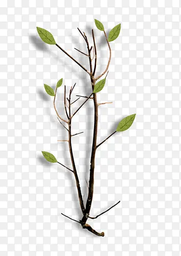 ��֦�ز�-������