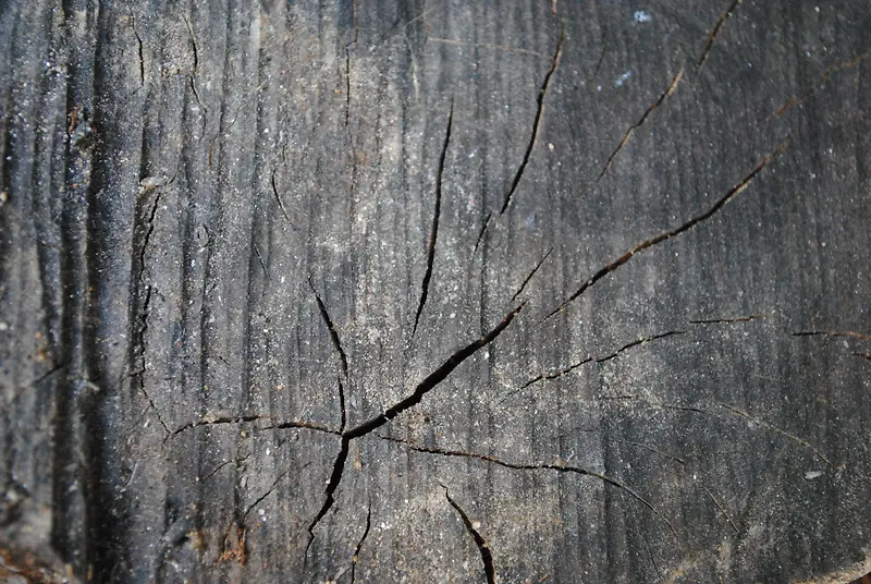 ľ���ѷ챳��-������