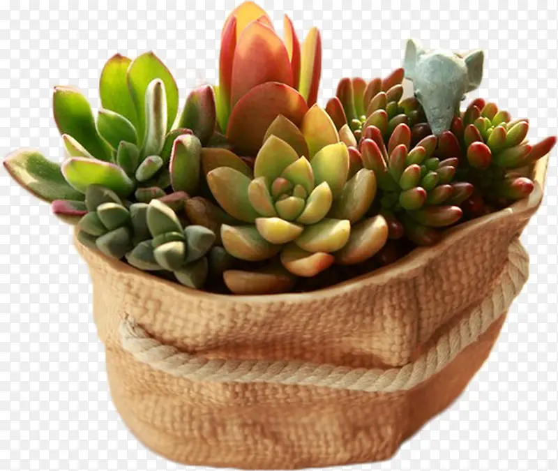 ������Ӱ����ֲ�ﺣ�����-������