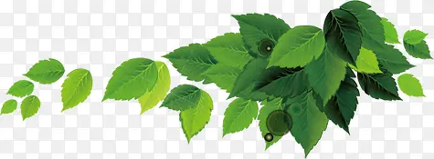 ��ɫ�ѻ�Ҷ���Ա�����-������